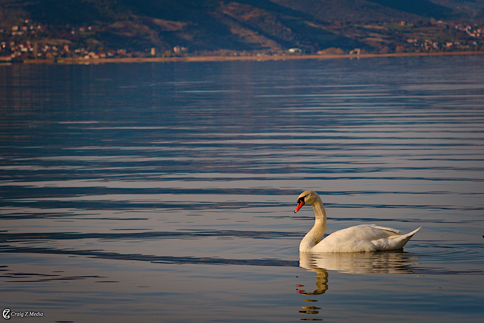 Swan on Lake Ohrid